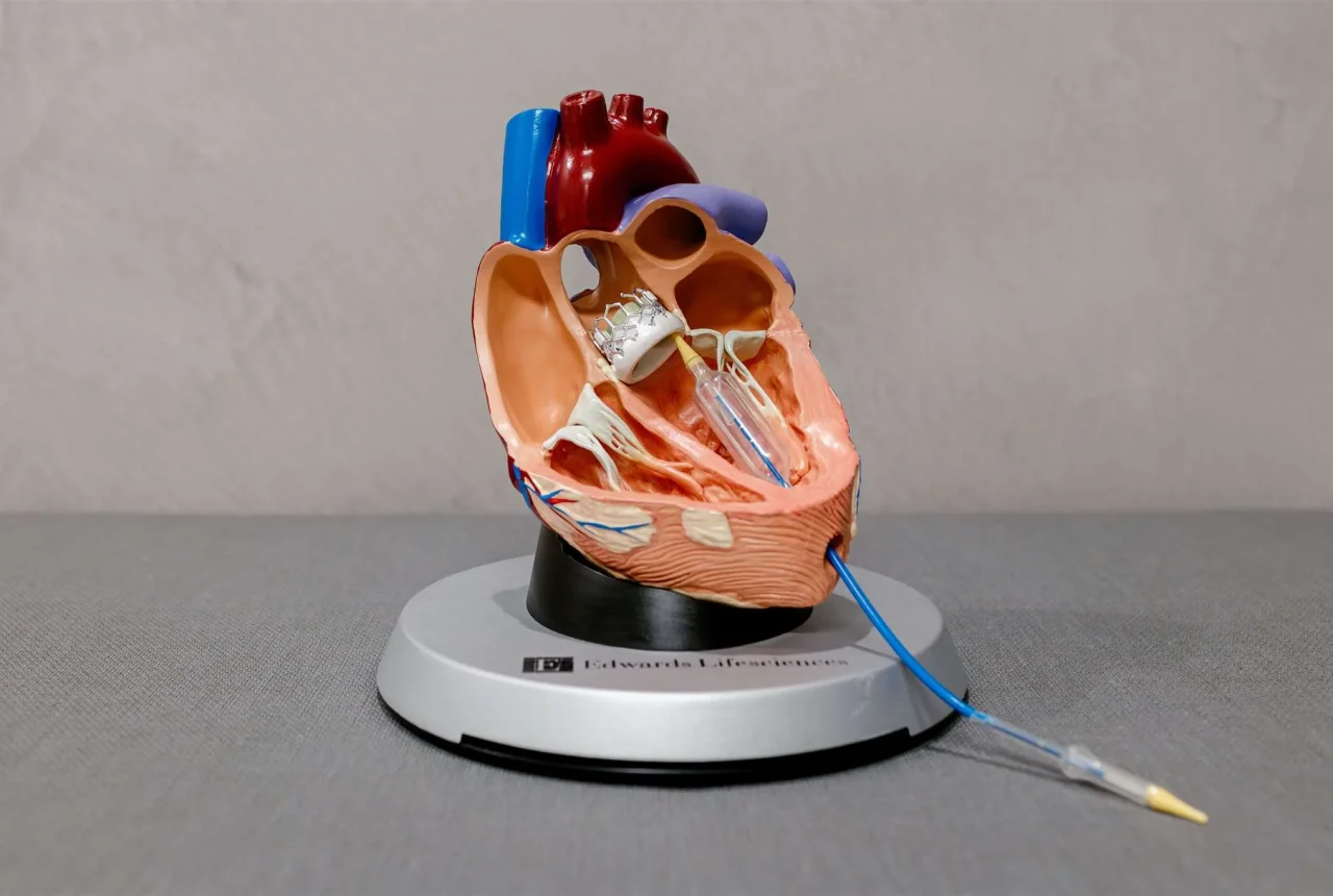 Anatomical human heart model